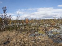 N, Oppland, Dovre, Fokstumyra 108, Saxifraga-Willem van Kruijsbergen