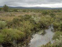 N, Oppland, Dovre, Fokstumyra 11, Saxifraga-Willem van Kruijsbergen