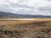 N, Oppland, Dovre, Fokstumyra 110, Saxifraga-Willem van Kruijsbergen