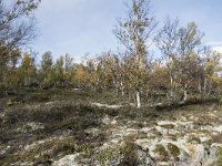 N, Oppland, Dovre, Fokstumyra 115, Saxifraga-Willem van Kruijsbergen