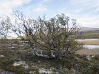 N, Oppland, Dovre, Fokstumyra 118, Saxifraga-Willem van Kruijsbergen