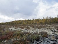 N, Oppland, Dovre, Fokstumyra 120, Saxifraga-Willem van Kruijsbergen