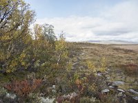 N, Oppland, Dovre, Fokstumyra 121, Saxifraga-Willem van Kruijsbergen