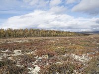 N, Oppland, Dovre, Fokstumyra 131, Saxifraga-Willem van Kruijsbergen