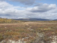 N, Oppland, Dovre, Fokstumyra 134, Saxifraga-Willem van Kruijsbergen