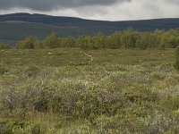 N, Oppland, Dovre, Fokstumyra 14, Saxifraga-Willem van Kruijsbergen