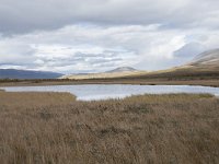 N, Oppland, Dovre, Fokstumyra 142, Saxifraga-Willem van Kruijsbergen