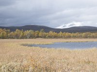 N, Oppland, Dovre, Fokstumyra 144, Saxifraga-Willem van Kruijsbergen