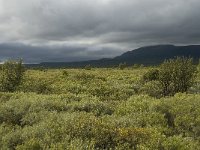 N, Oppland, Dovre, Fokstumyra 15, Saxifraga-Willem van Kruijsbergen