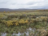 N, Oppland, Dovre, Fokstumyra 156, Saxifraga-Willem van Kruijsbergen