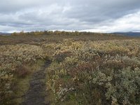 N, Oppland, Dovre, Fokstumyra 160, Saxifraga-Annemiek Bouwman