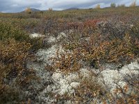 N, Oppland, Dovre, Fokstumyra 162, Saxifraga-Annemiek Bouwman