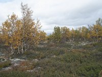 N, Oppland, Dovre, Fokstumyra 164, Saxifraga-Annemiek Bouwman