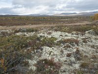 N, Oppland, Dovre, Fokstumyra 170, Saxifraga-Annemiek Bouwman