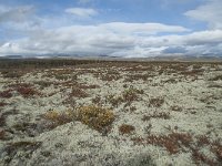 N, Oppland, Dovre, Fokstumyra 176, Saxifraga-Annemiek Bouwman