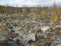 N, Oppland, Dovre, Fokstumyra 179, Saxifraga-Annemiek Bouwman