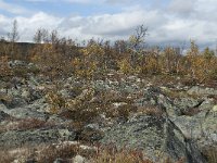 N, Oppland, Dovre, Fokstumyra 181, Saxifraga-Annemiek Bouwman