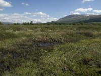 N, Oppland, Dovre, Fokstumyra 36, Saxifraga-Jan van der Straaten