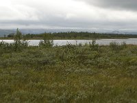 N, Oppland, Dovre, Fokstumyra 4, Saxifraga-Willem van Kruijsbergen