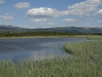 N, Oppland, Dovre, Fokstumyra 45, Saxifraga-Jan van der Straaten