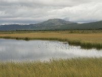 N, Oppland, Dovre, Fokstumyra 5, Saxifraga-Willem van Kruijsbergen