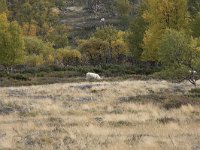 N, Oppland, Dovre, Fokstumyra 51, Saxifraga-Willem van Kruijsbergen