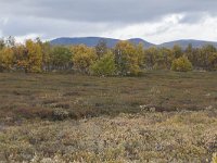 N, Oppland, Dovre, Fokstumyra 56, Saxifraga-Willem van Kruijsbergen