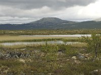 N, Oppland, Dovre, Fokstumyra 6, Saxifraga-Willem van Kruijsbergen