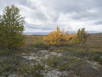 N, Oppland, Dovre, Fokstumyra 65, Saxifraga-Willem van Kruijsbergen