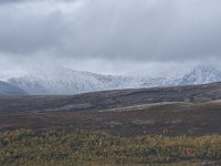 N, Oppland, Dovre, Fokstumyra 67, Saxifraga-Willem van Kruijsbergen