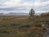 N, Oppland, Dovre, Fokstumyra 69, Saxifraga-Willem van Kruijsbergen