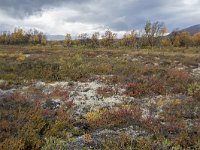 N, Oppland, Dovre, Fokstumyra 72, Saxifraga-Willem van Kruijsbergen