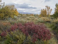 N, Oppland, Dovre, Fokstumyra 81, Saxifraga-Willem van Kruijsbergen