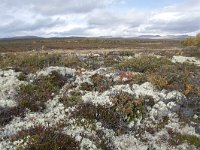 N, Oppland, Dovre, Fokstumyra 94, Saxifraga-Willem van Kruijsbergen