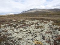 N, Oppland, Dovre, Fokstumyra 97, Saxifraga-Willem van Kruijsbergen