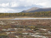 N, Oppland, Dovre, Fokstumyra 98, Saxifraga-Willem van Kruijsbergen