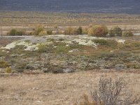 N, Oppland, Dovre, Valasjoen 11, Saxifraga-Willem van Kruijsbergen