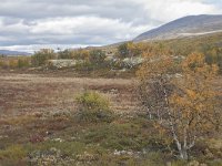 N, Oppland, Dovre, Valasjoen 14, Saxifraga-Willem van Kruijsbergen