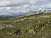 N, Oppland, Nord-Fron, Kvam, Rondane 1, Saxifraga-Willem van Kruijsbergen