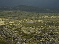 N, Oppland, Sel, Fugleskjellsaetre 1, Saxifraga-Willem van Kruijsbergen