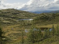 N, Oppland, Sel, Holtjonnpiggen 5, Saxifraga-Willem van Kruijsbergen