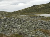 N, Oppland, Sel, Hovringsvatnet 4, Saxifraga-Willem van Kruijsbergen