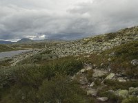 N, Oppland, Sel, Hovringsvatnet 5, Saxifraga-Willem van Kruijsbergen