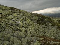 N, Oppland, Sel, Karihaugen 9, Saxifraga-Willem van Kruijsbergen