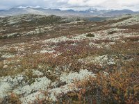 N, Oppland, Sel, Klufttjonne 49, Saxifraga-Annemiek Bouwman