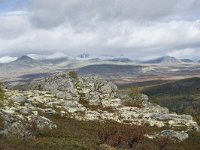 N, Oppland, Sel, Mysuseter 38, Saxifraga-Willem van Kruijsbergen