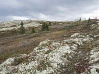 N, Oppland, Sel, Mysuseter 74, Saxifraga-Willem van Kruijsbergen