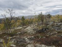 N, Oppland, Sel, Peer Gynt Hytta 127, Saxifraga-Willem van Kruijsbergen