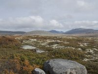 N, Oppland, Sel, Peer Gynt Hytta 55, Saxifraga-Willem van Kruijsbergen