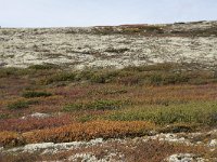 N, Oppland, Sel, Peer Gynt Hytta 60, Saxifraga-Willem van Kruijsbergen